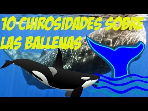 Video: Datos Interesantes Sobre Las Ballenas