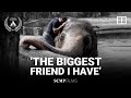 Saving Kaavan, the world’s loneliest elephant
