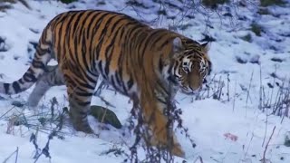 Туранский тигр может вернуться в Казахстан в 2026 году