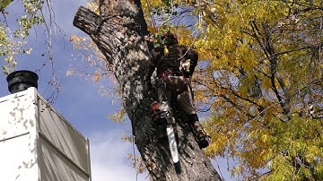 Donovan Arborists Technical Tree Removal