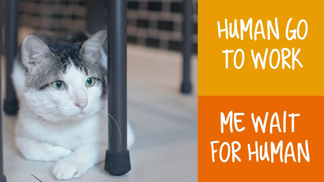 Rescued cat waits for human to get home 