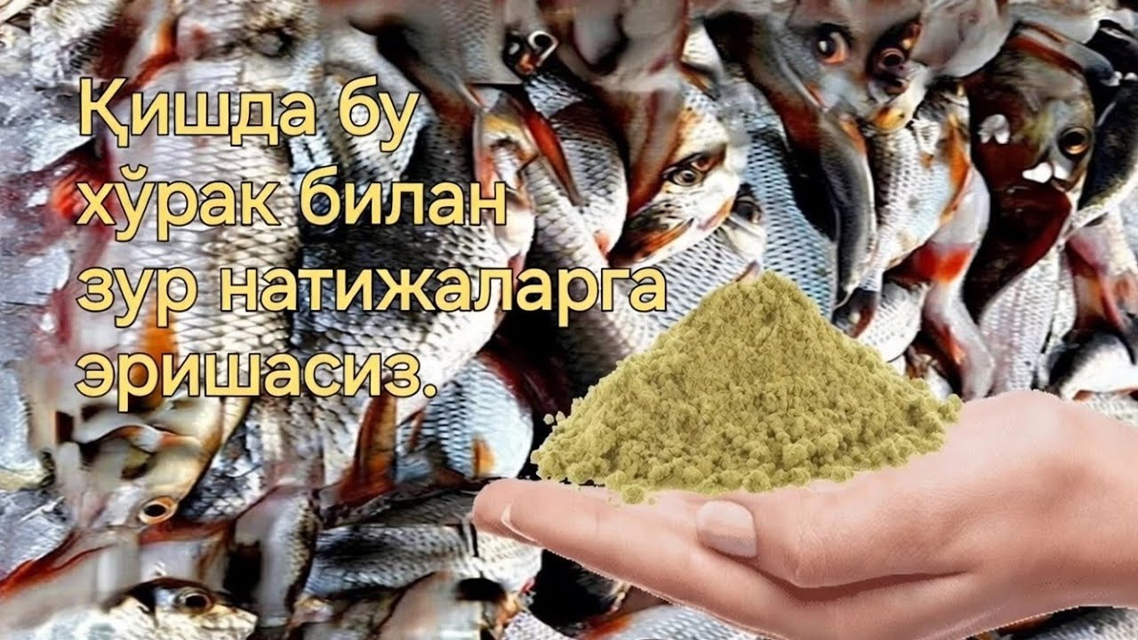 БАЛИК ОВИ. Омадли балик овини амалга оширш учун  кишки хуракни тайёрлаш услуби. 