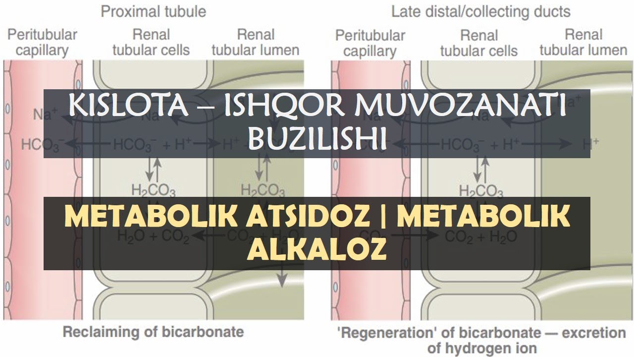 𝙼𝙴𝚃𝙰𝙱𝙾𝙻𝙸𝙺 𝙰𝙻𝙺𝙰𝙻𝙾𝚉 | 𝙼𝙴𝚃𝙰𝙱𝙾𝙻𝙸𝙺 𝙰𝚃𝚂𝙸𝙳𝙾𝚉