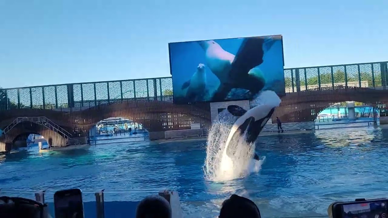 Show da baleia Orca _ Sea Word _ Orlando/Florida Abril 2025