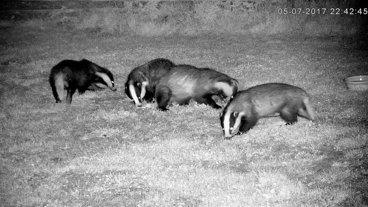 england traduccion Boy badgers bickering while the girls steer clear!