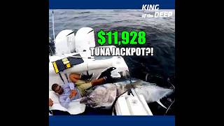 $17,780 Tuna Showdown! 497 lbs vs. 601 lbs – Which Paid More?