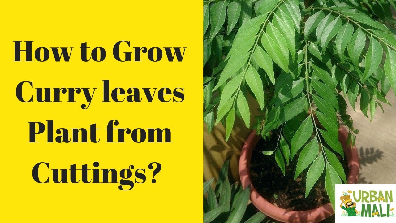 How to Grow Curry leaf plants from Cuttings? YouTube