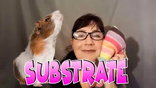 Guinea pig substrate  - what is the best housing and flooring for your pets by Cavy Central Guinea Pig Rescue with Lyn 895 views 1 year ago 14 minutes, 22 seconds