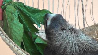 The Story of Buttercup: Sloth Sanctuary