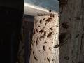 Shortvideo Jarman Cockroach In Nepal 