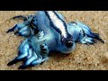 Dragón Azul /// Animales que quizás no conocías
