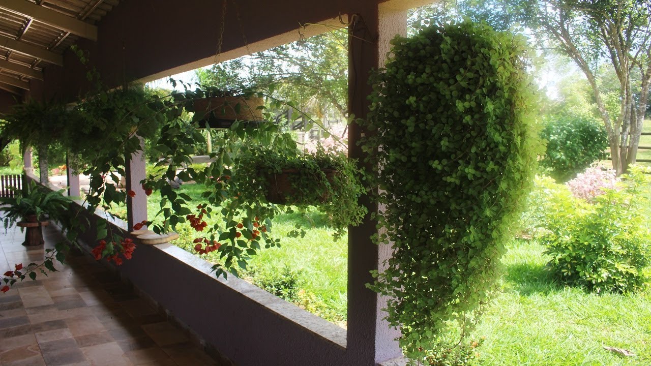 DINHEIRO EM PENCA! COMO CUIDAR E FAZER MUDAS!