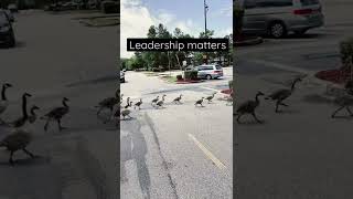 Leadership matters - even to ducks crossing the road. #leadership #shorts #funny   #animals