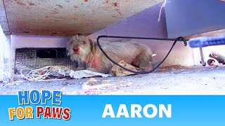 Hope For Paws: Homeless sick dog living under cars for 7 months - finally saved! Please share. Hope For Paws: Homeless sick dog living under cars for 7 months - finally saved! Please share.