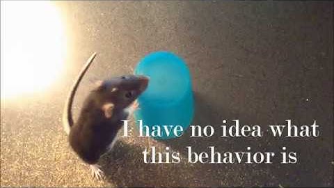 Rat Trick- Circling an Object
