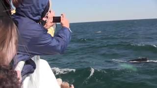 American Princess Cruises Whale Watching Promo