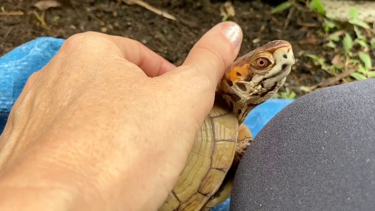 Meet Bruce, the puppy with a shell. - YouTube