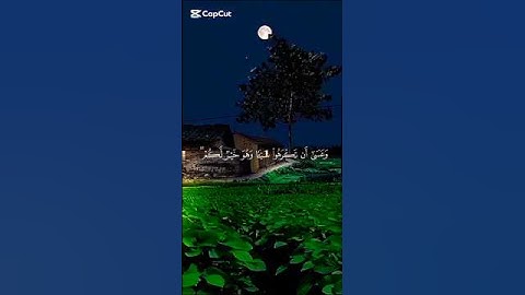 تلاوة هادئة 😌- بصوت الشيخ ياسر الدوسري - القرآن الكريم ❤️❤️❤️