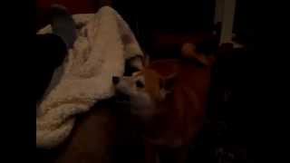 Sachi Crankipants Being Cranky With Foster Hime