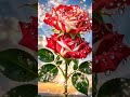 😎Beautiful ♥️Roses ♥️ for decorations ♥️🥰#flowers #explore #viral #trending #creativeshorts