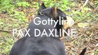 Gottyline Daxline Universe Good Citizien Dog