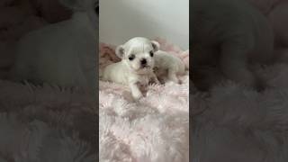 Wait✋ #cuteanimals #cute #maltese #puppy #staywithme #shorts #dogshorts #cutedogs #korean