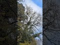Nids de frelons asiatiques à Moissac dans le Tarn-et-Garonne