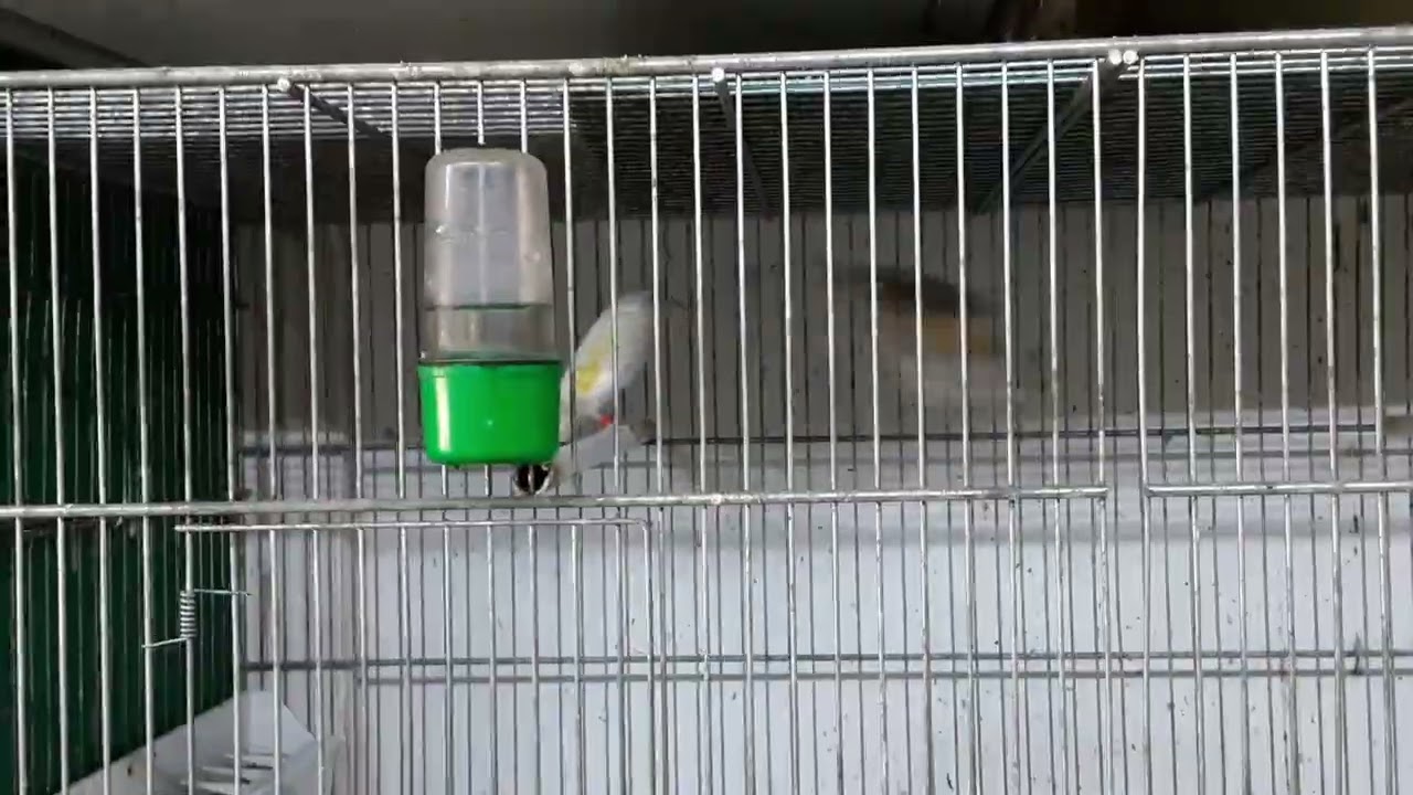 #allevamento #cardellini acianici parva #🦅😍🇲🇦🇹🇳🇩🇿