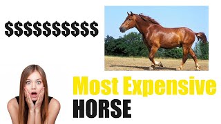 5 Most Expensive Horses of All-Time