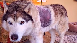 What is happening to Kenai? Surgery results and concerns for this beautiful husky.