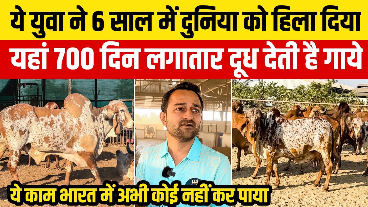 Gir का अनोखा शौक || बड़े बड़े Breeder इनके सामने Fail👍 वीर खारा राजकोट