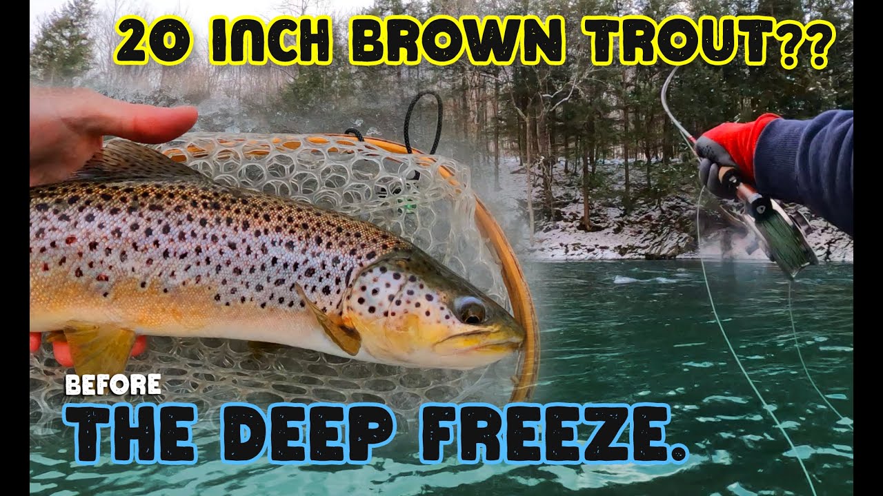 Последняя рыбалка нахлыстом перед сильными морозами | Крупная бурая форель на нимфу «Принц»