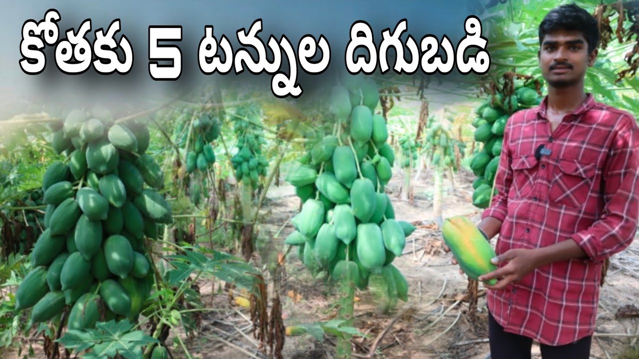 Papaya farming in telugu/fruit farming/కోతకు 5 టన్నుల దిగుబడి