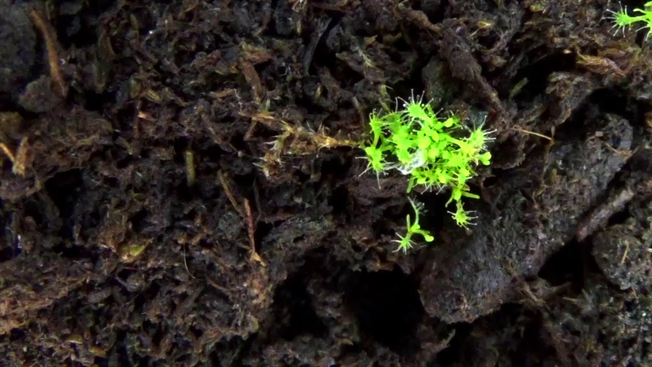 Drosera aus Samen ziehen: Aussaat von Sonnentau Schritt für Schritt