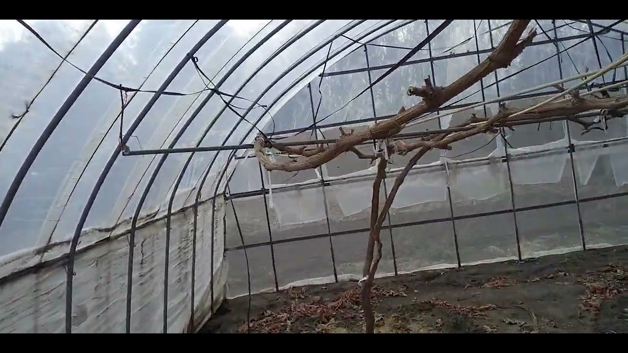 シャインマスカット、芽吹きまでカウントダウン2月17日火曜日