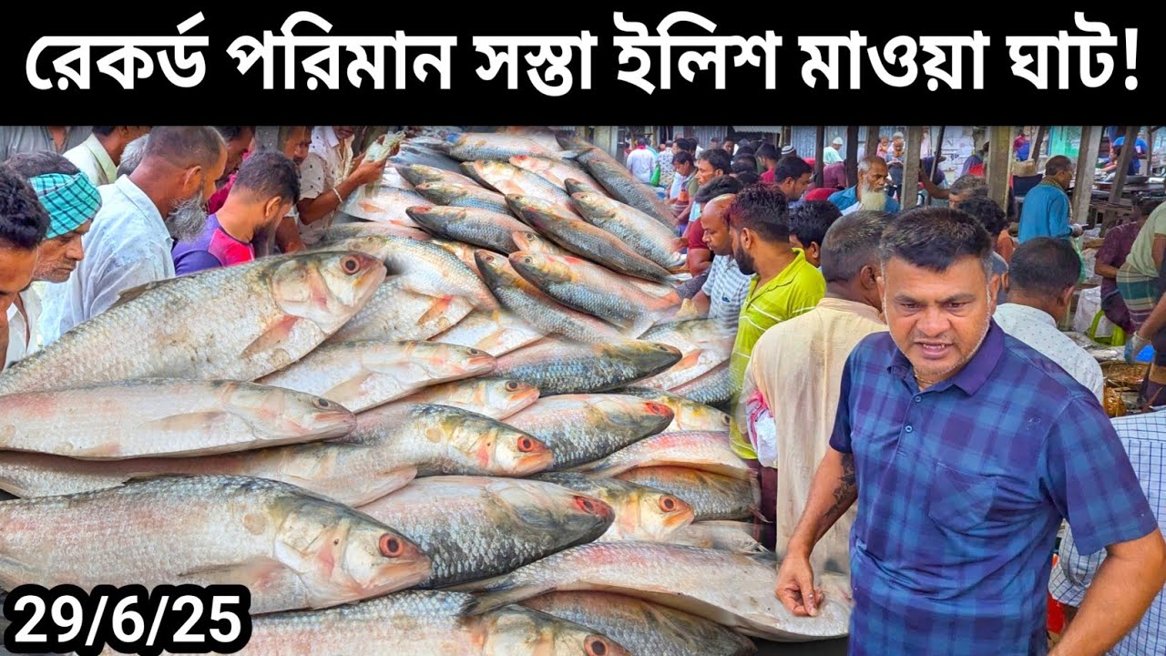 সস্তায় ইলিশ মাওয়া ঘাটে! অবিশ্বাস্য দৃশ্য। রেকর্ড পরিমাণ ইলিশ মাওয়া ঘাটে। today mawa fish market.