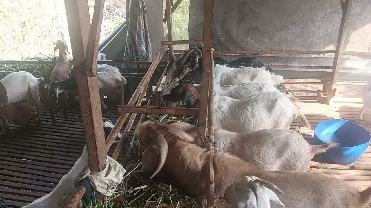 Đầu năm quay chuồng dê vô béo Ù sáng - Ù sáng nuôi dê