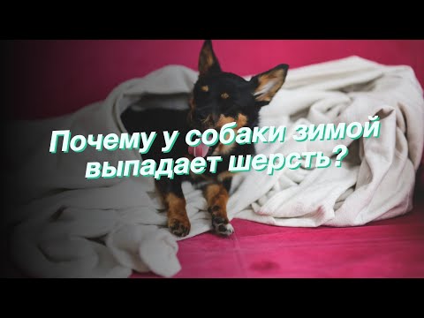 Почему у собаки зимой выпадает шерсть?