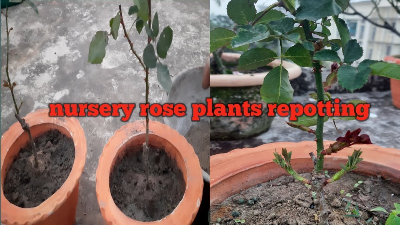 Nursery Rose Plants Repotting How to repot rose plants in soil