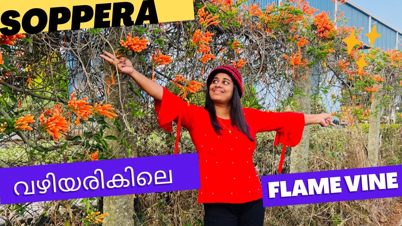 വഴിയരികിലെ flame vine സൂപ്പെറാ / creeper plant malayalam YouTube
