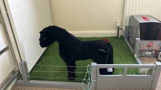 My Mini Lemieux Pony getting excited in the field!! screenshot 4