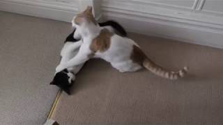 Epic Cat Fight | 4K
