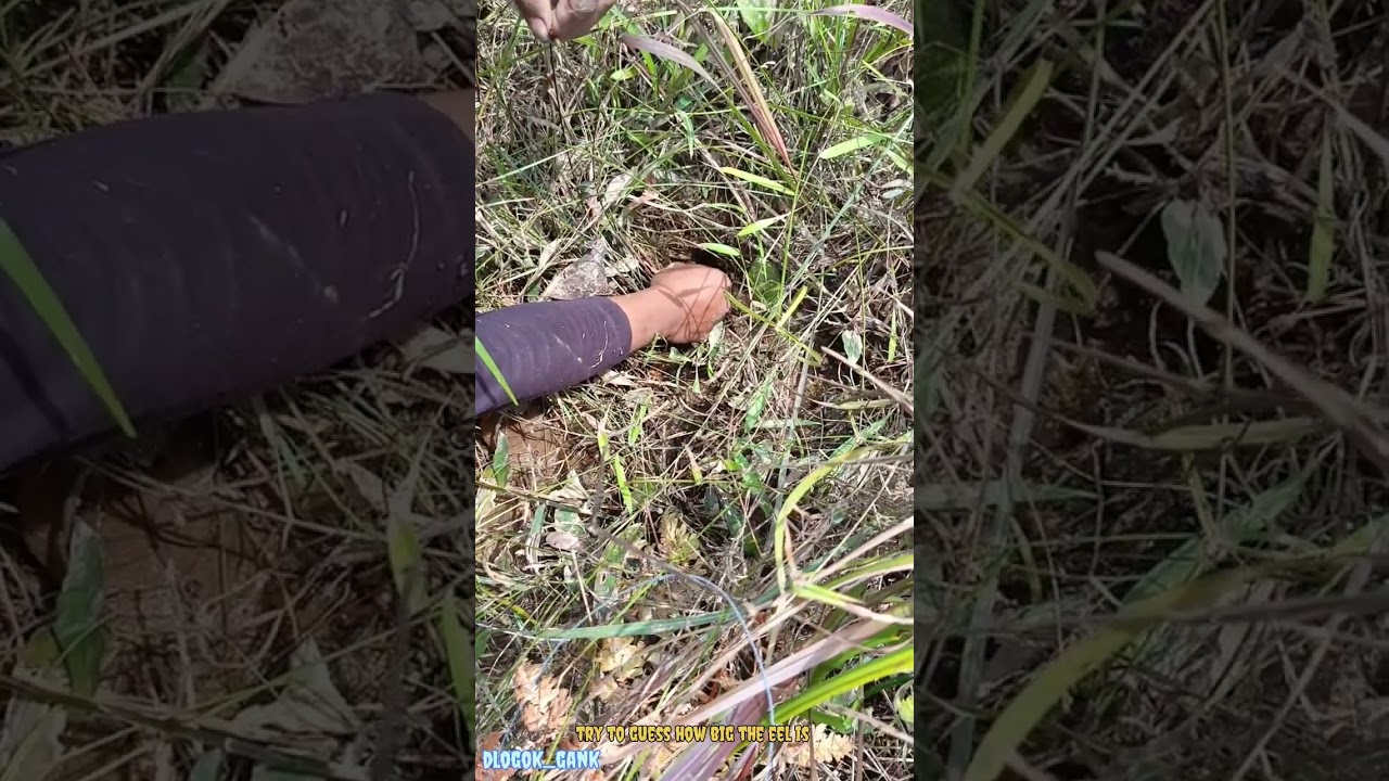 monster eel hole under the grass 