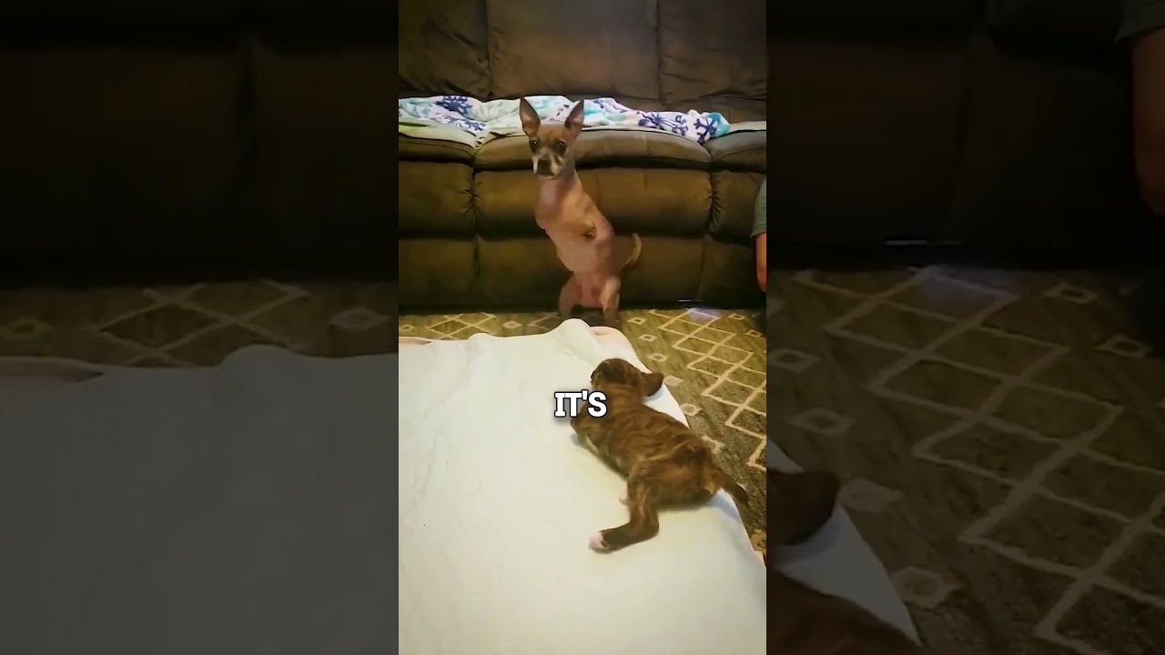 Disabled Dog Teaches Others to Walk! ❤️