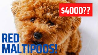 RED MALTIPOOS| How do you produce them & How much do they cost??? by X-Designer Breeds 1,444 views 1 year ago 13 minutes, 52 seconds