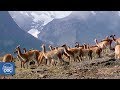 Viaje a la Patagonia Chilena (Torres del Paine) | Documental Completo