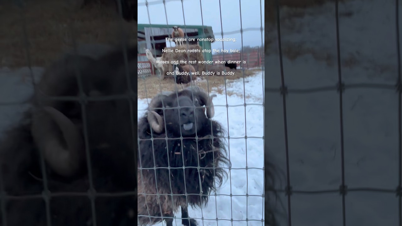 #winter #feeding #sheep #alpaca #ram #snow #like #snow #farmlife #animalshorts #smallschool #life