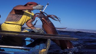 How To Giant Squid Fishing on Boat - Amazing Traditional Big Squid Fishing Skill on the Sea