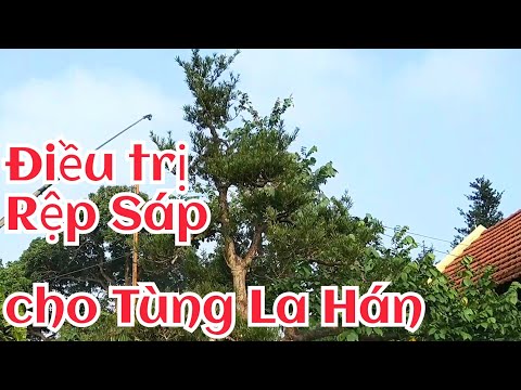 Video: Cây Lá Lẻ Sáp: Thông Tin Về Cách Trị Rệp Cây