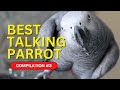 Best talking parrot compilation 3  gizmo the grey bird